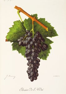 Raisin Etraire de l