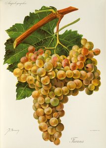 Farana