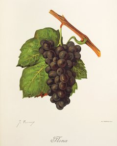 Flona - Jules Troncy