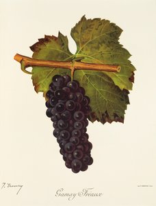 Raisin Gamay Freaux par J. Troncy - Jules Troncy