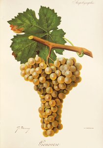 Raisin Genovese par J. Troncy