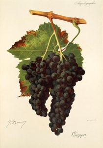 Raisin Grappu par J. Troncy - Jules Troncy