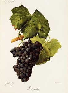 Grenache