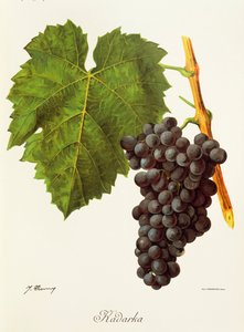 Raisin Kadarka - Jules Troncy