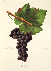 Raisin Mecle par J. Troncy - Jules Troncy