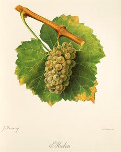 Raisin Melon par J. Troncy - Jules Troncy