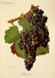 Raisin Merlot par J. Troncy