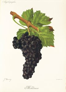Raisin Mondeuse