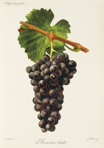 Raisin Mourisco Tinto - Jules Troncy