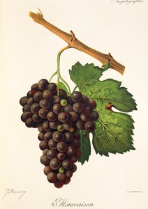Raisin Mourvaison - Jules Troncy