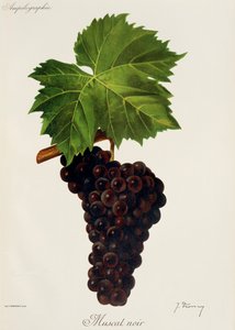 Raisin Muscat Noir - Jules Troncy