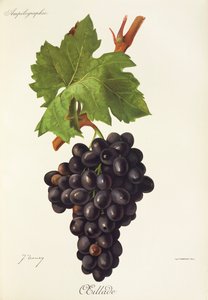 Raisin Oeillade par J. Troncy - Jules Troncy