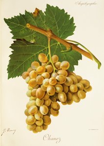 Ohanez - Jules Troncy