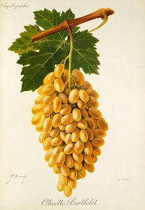 Raisin Olivette Barthelet par J. Troncy