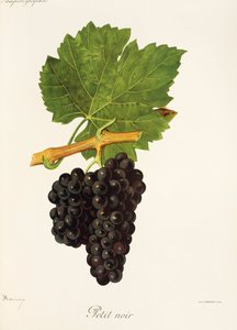 Raisin Petit Noir par J. Troncy