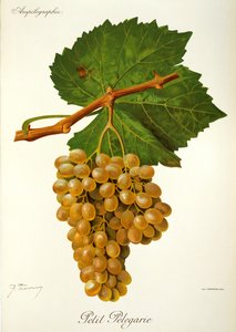 Raisin Petit Pelegarie par J. Troncy