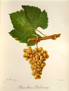 Pinot Blanc Chardonnay