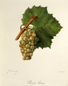 Pinot Blanc