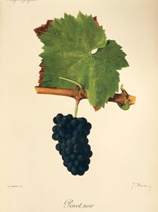 Pinot Noir
