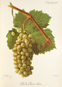 Raisin Pis-de-Chèvre Blanc - Jules Troncy