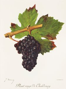 Plant Rouge de Chaudenay