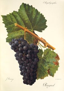 Raisin Pougnel - Jules Troncy