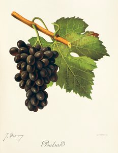 Raisin Poulsard - Jules Troncy
