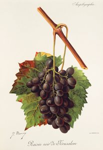 Raisin Noir de Jérusalem - Jules Troncy