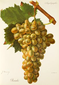 Raisin Rosaki - Jules Troncy