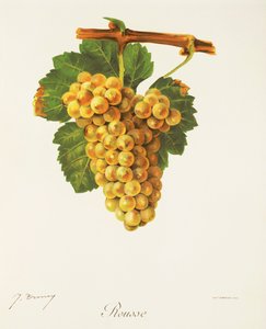 Raisin Rousse par J. Troncy