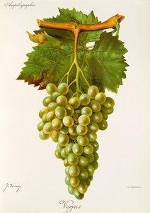 Raisin Verjus - Jules Troncy