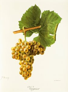 Raisin Viognier par J. Troncy