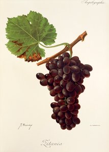 Zitania - Jules Troncy