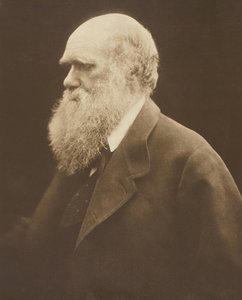 Charles Darwin, vers 1868, imprimé en 1875 - Julia Margaret Cameron