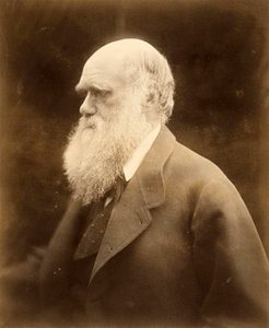 Portrait de Charles Darwin