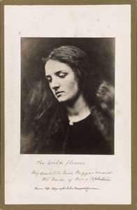 La Fleur Sauvage - Julia Margaret Cameron