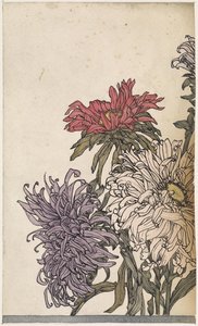Chrysanthèmes