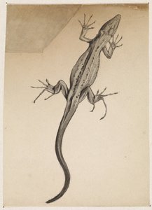 Lézard