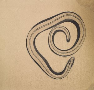 Orvet - Julie de Graag