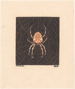 Araignée dans une toile