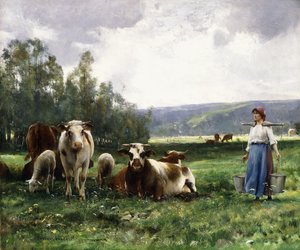Le pâturage des vaches