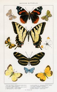 Papillons américains par Julius Bien - Julius Bien