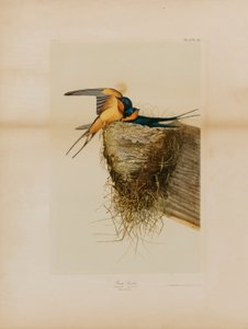 Hirondelle rustique - Julius Bien