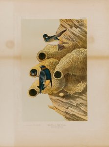 Hirondelles de falaise - Julius Bien