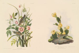 Pinson de bord de mer; et Pinson de Grafs ou Bruant à ailes bay - Julius Bien after John James Audubon