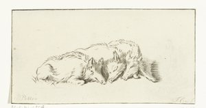 Trois cochons couchés - Jurriaan Cootwijck