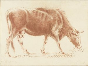 Vache broutant - Jurriaan Cootwijck