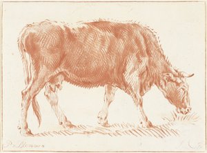 Vache en train de paître - Jurriaan Cootwijck