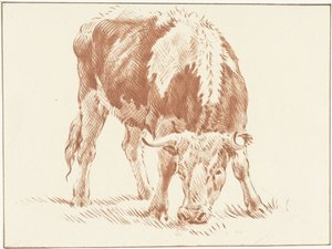 Bœuf broutant
