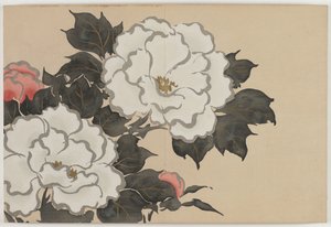 Fleurs de Cent Mondes (Momoyogusa) : Pivoines - Kamisaka Sekka